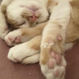 Profile photo of Chloe Bristow